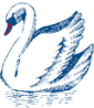 天鹅