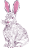 兔子